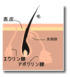 容皮膚科・わきが多汗症 剪除法/東京皮膚科・形成外科